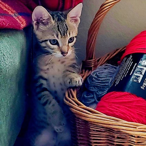 ANDREW #WINSOME-FIVESOME - Tabby / Domestic Short Hair available for adoption