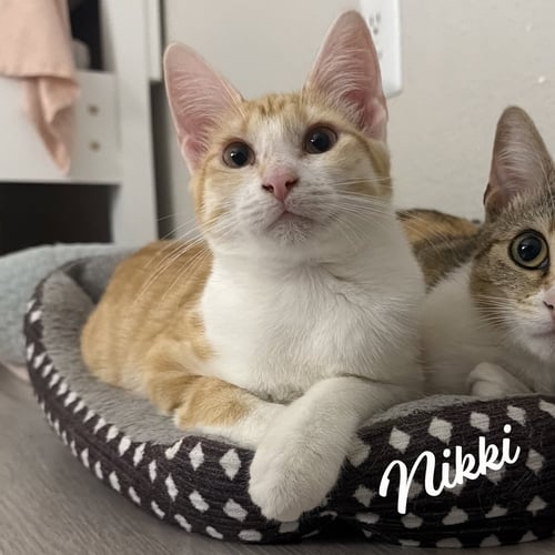 NIKKI #SISTER-OF-LULU - Tabby / Domestic Short Hair available for adoption