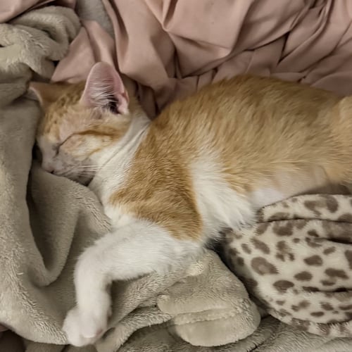 NIKKI #SISTER-OF-LULU - Tabby / Domestic Short Hair available for adoption