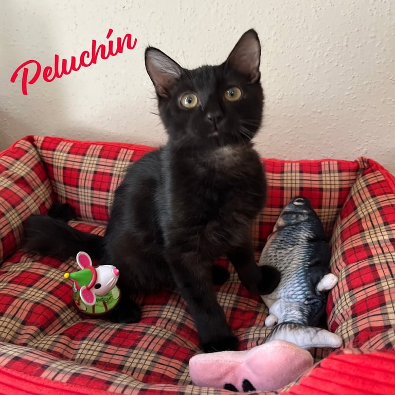 Peluchin #fluffy-lap-cat Image