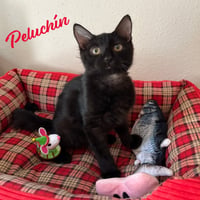 Peluchin #fluffy-lap-cat - Photo 1