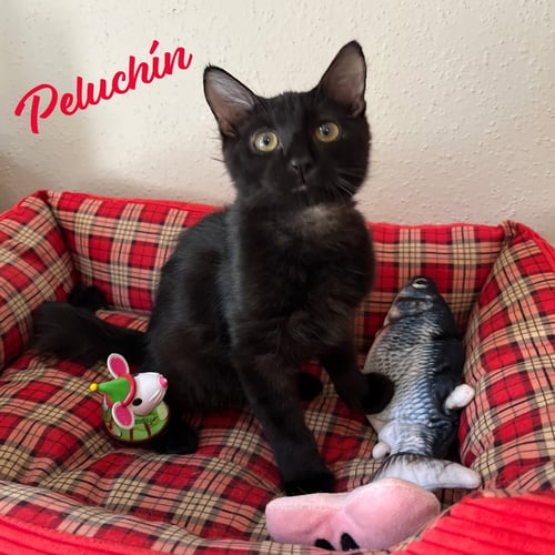 PELUCHIN #FLUFFY-LAP-CAT - Bombay / Domestic Short Hair for adoption in Houston