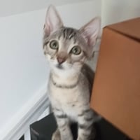 Oliver #tabby-IV-pack - Photo 3