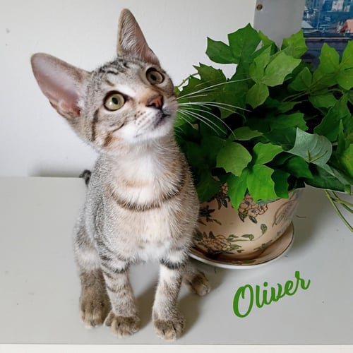 OLIVER #TABBY-IV-PACK - Tabby / Domestic Short Hair available for adoption