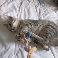 Oliver #tabby-IV-pack - Photo 2