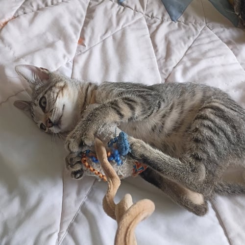 OLIVER #TABBY-IV-PACK - Tabby / Domestic Short Hair available for adoption