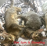Dumpling & Dim Sum #bonded-brothers - Photo 9