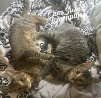 Dumpling & Dim Sum #bonded-brothers - Photo 1