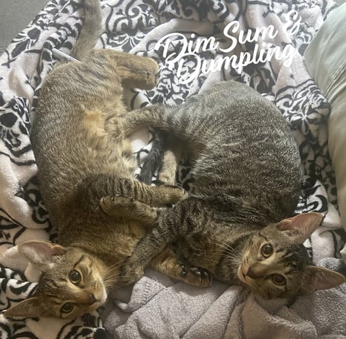 DUMPLING & DIM SUM #BONDED-BROTHERS - Tabby / Domestic Short Hair available for adoption