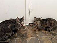 Dumpling & Dim Sum #bonded-brothers - Photo 4