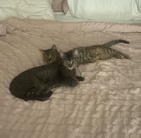 Dumpling & Dim Sum #bonded-brothers - Photo 11
