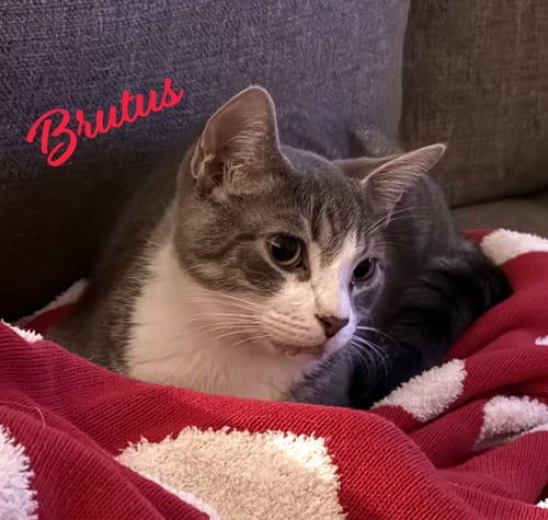 BRUTUS #LOOKING-4-LOVE - Tabby / Domestic Short Hair available for adoption