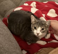 Brutus #looking-4-love - Photo 2