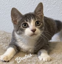 Brutus #looking-4-love - Photo 7