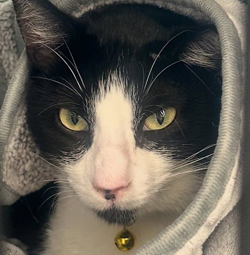 JOURNEY #SNUGGLY-BEDFELLOW - Tuxedo / Domestic Short Hair available for adoption