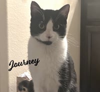 Journey #snuggly-bedfellow - Photo 1