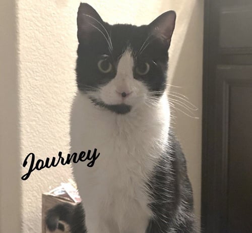 JOURNEY #SNUGGLY-BEDFELLOW - Tuxedo / Domestic Short Hair available for adoption