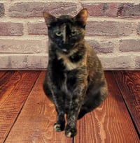 Lu #whiskered-shadow - Photo 5