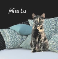 Lu #whiskered-shadow - Photo 4
