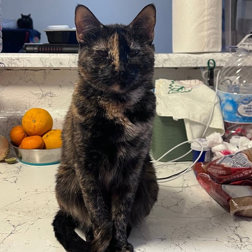 LU #WHISKERED-SHADOW - Tortoiseshell / Domestic Short Hair available for adoption