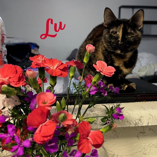 LU #WHISKERED-SHADOW - Tortoiseshell / Domestic Short Hair available for adoption