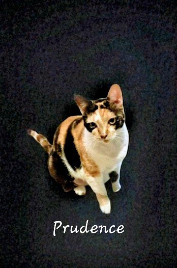 Prudence #striking-calico Image