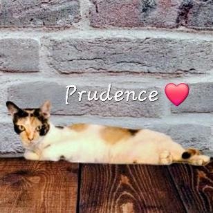 PRUDENCE #STRIKING-CALICO - American Shorthair for adoption in Sugar Land
