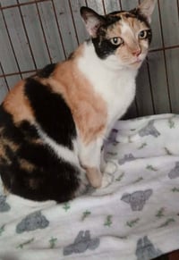 Prudence #striking-calico - Photo 2