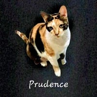 Prudence #striking-calico - Photo 2