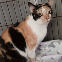 Prudence #striking-calico - Photo 3