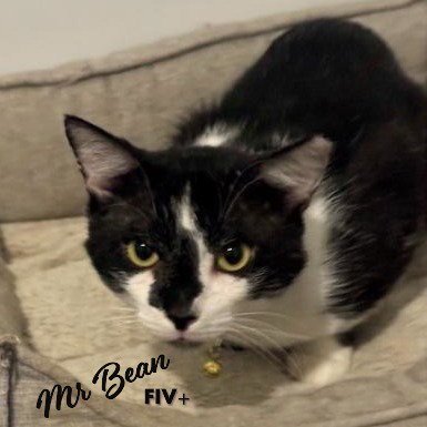 MR. BEAN #RETIRED-DUMPSTER-DIVER - Tuxedo / American Shorthair available for adoption