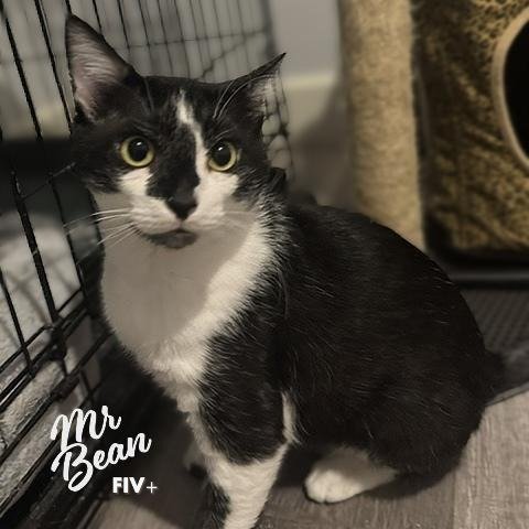 MR. BEAN #RETIRED-DUMPSTER-DIVER - Tuxedo / American Shorthair available for adoption