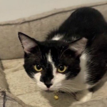 MR. BEAN #RETIRED-DUMPSTER-DIVER - Tuxedo / American Shorthair available for adoption