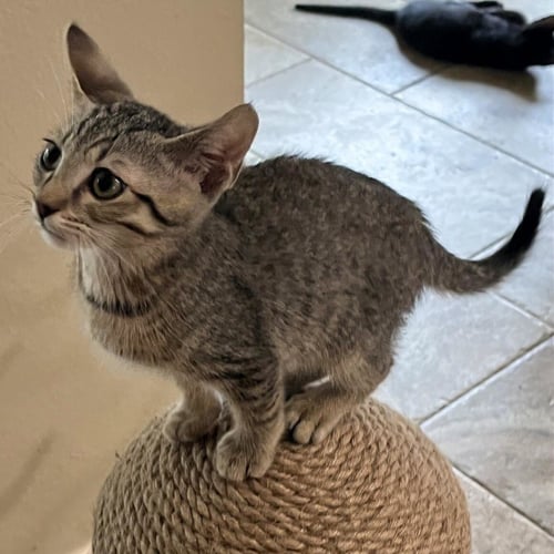 SPRINT #HEIGHTS-QUINTET - Tabby / Domestic Short Hair available for adoption