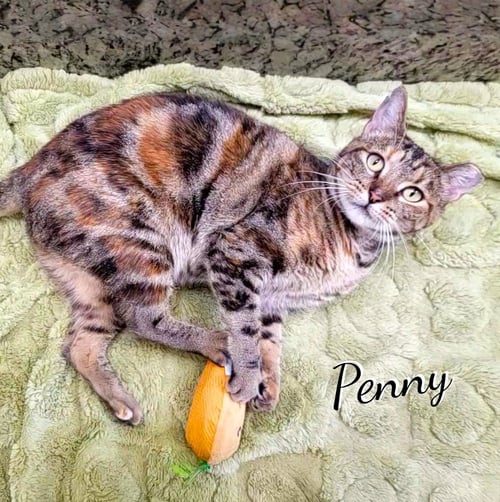 PENNY #MAKE-A-WISH - Torbie / Tabby available for adoption
