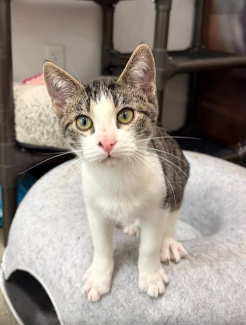 PASHA - Domestic Short Hair available for adoption