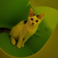 Butterscotch - Photo 8