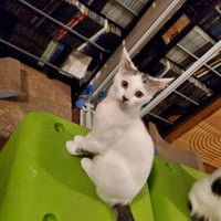 Butterscotch - Photo 5