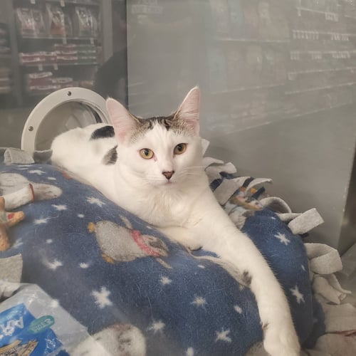 BUTTERSCOTCH - Domestic Short Hair available for adoption