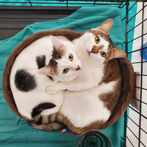 BUTTERSCOTCH - Domestic Short Hair available for adoption