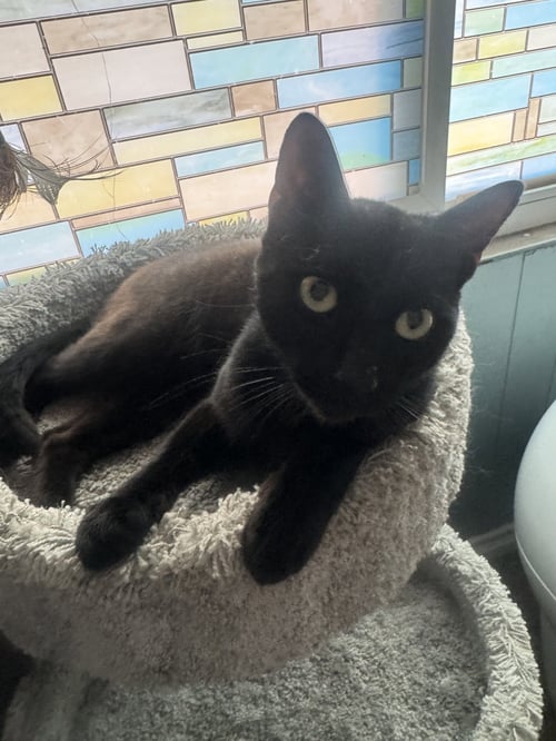 TROUBLE - Domestic Short Hair available for adoption