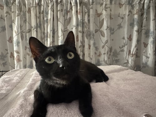 TROUBLE - Domestic Short Hair available for adoption