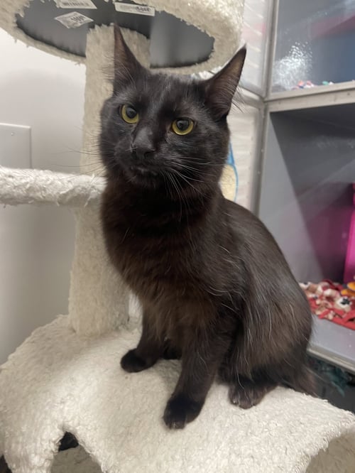 CORVUS - Domestic Medium Hair available for adoption