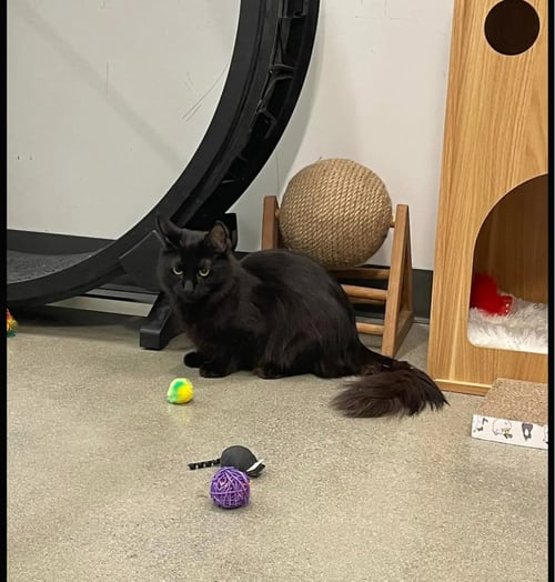 CORVUS - Domestic Medium Hair available for adoption