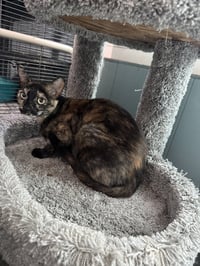 Tootsie - Photo 2
