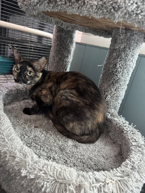 TOOTSIE - Tortoiseshell available for adoption