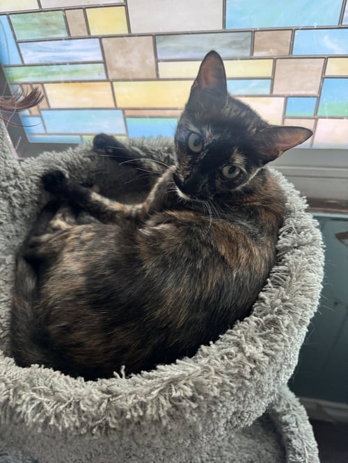 TOOTSIE - Tortoiseshell available for adoption