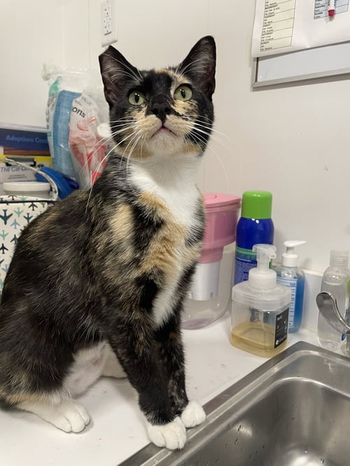 VANA - Calico available for adoption