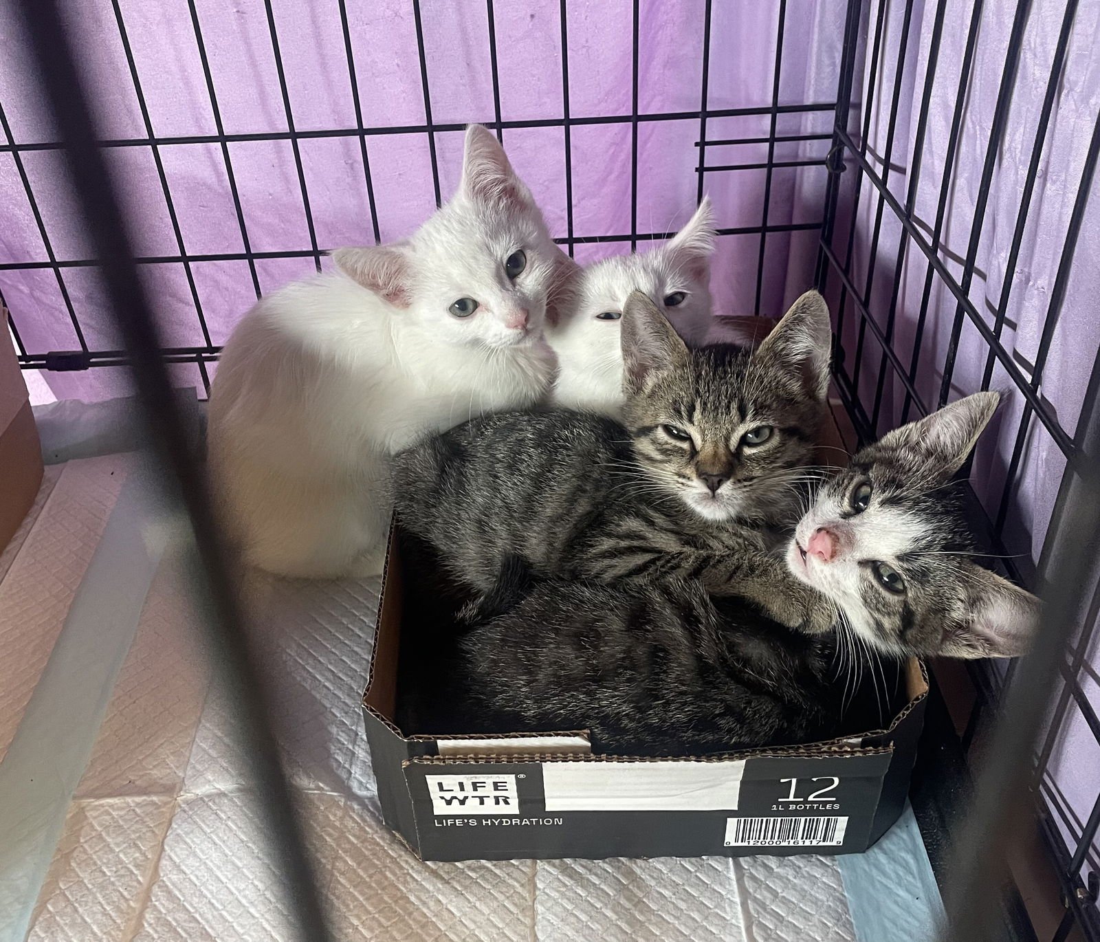 PIPER - Domestic Short Hair available for adoption