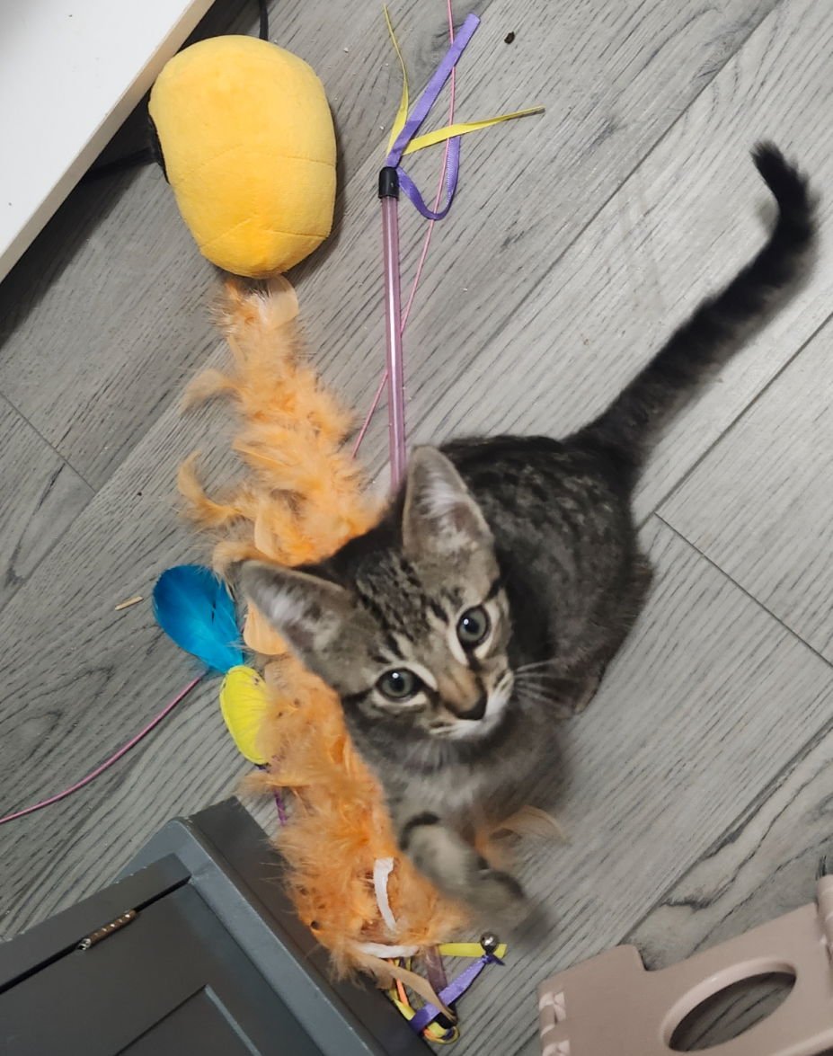 PIPER - Domestic Short Hair available for adoption